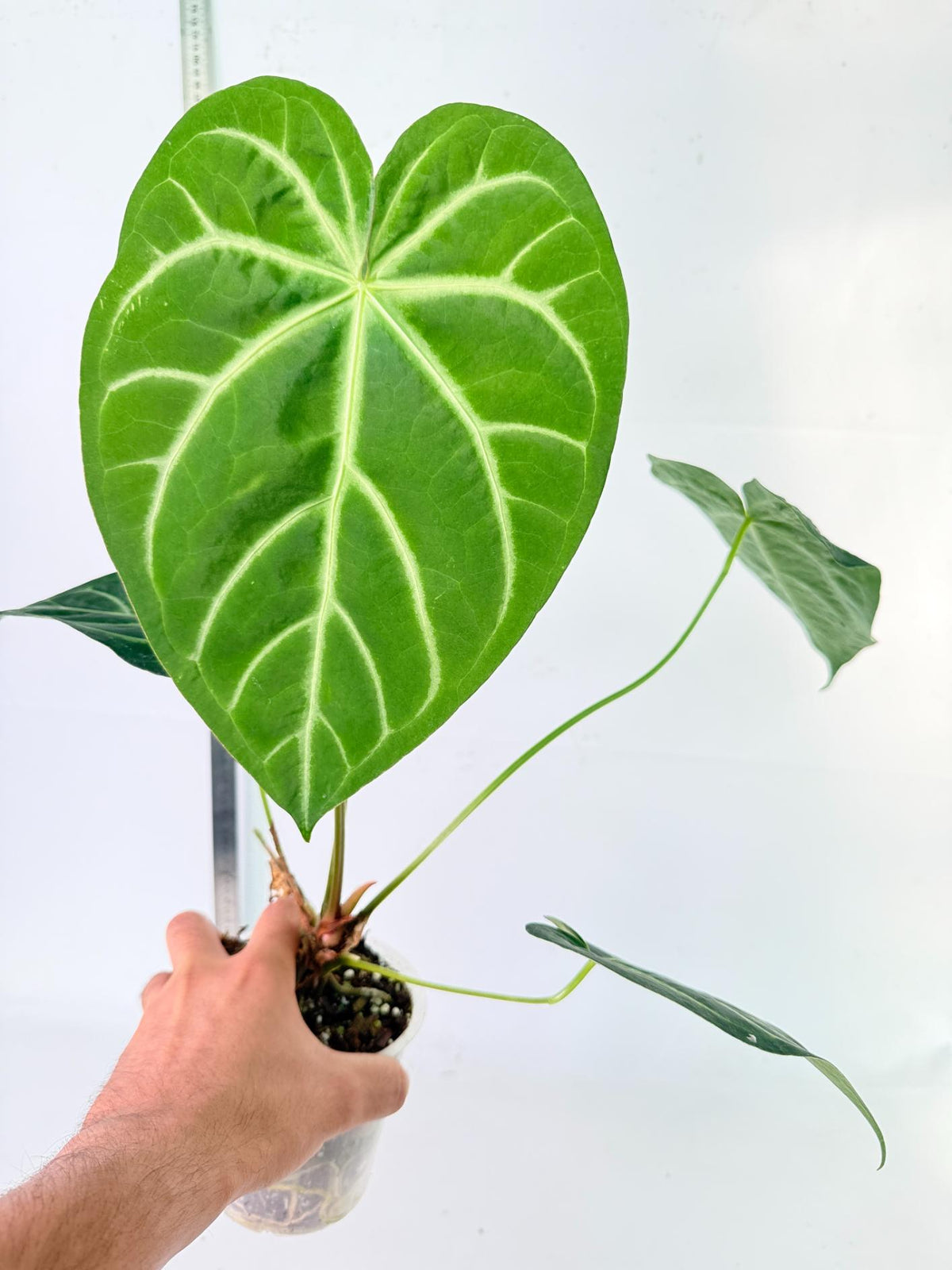 Anthurium Magnificum 9