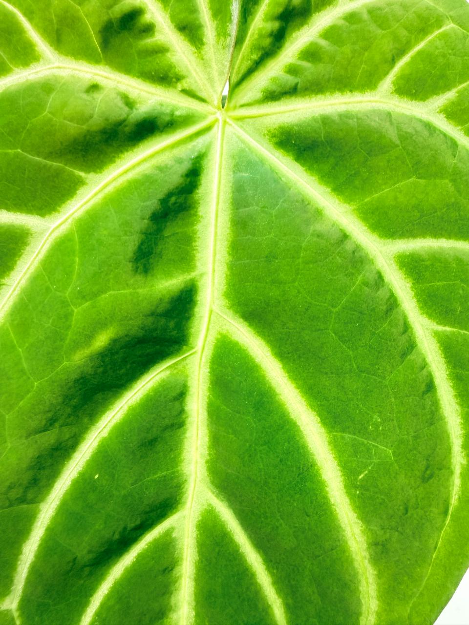 Anthurium Magnificum 7