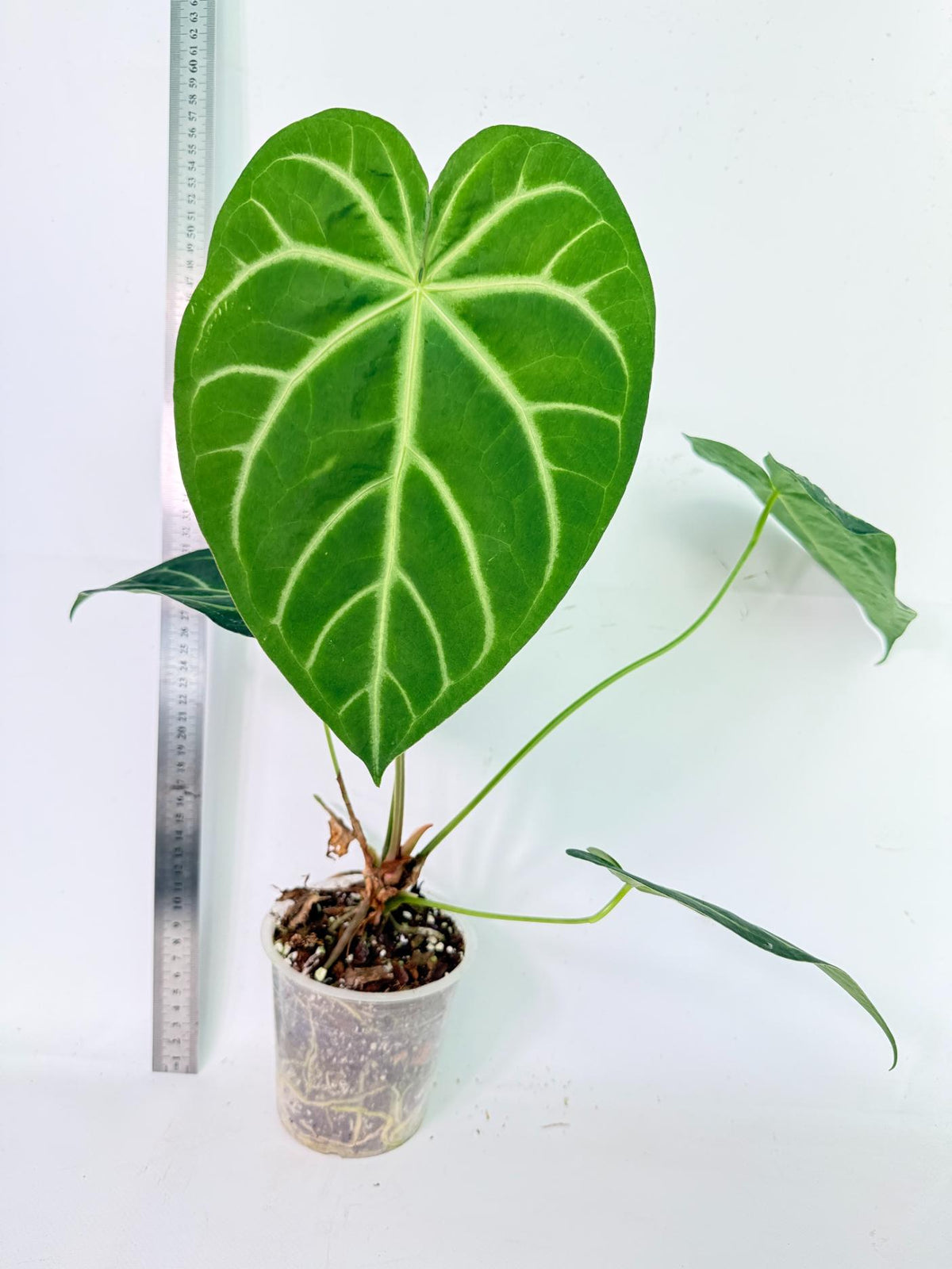 Anthurium Magnificum 4