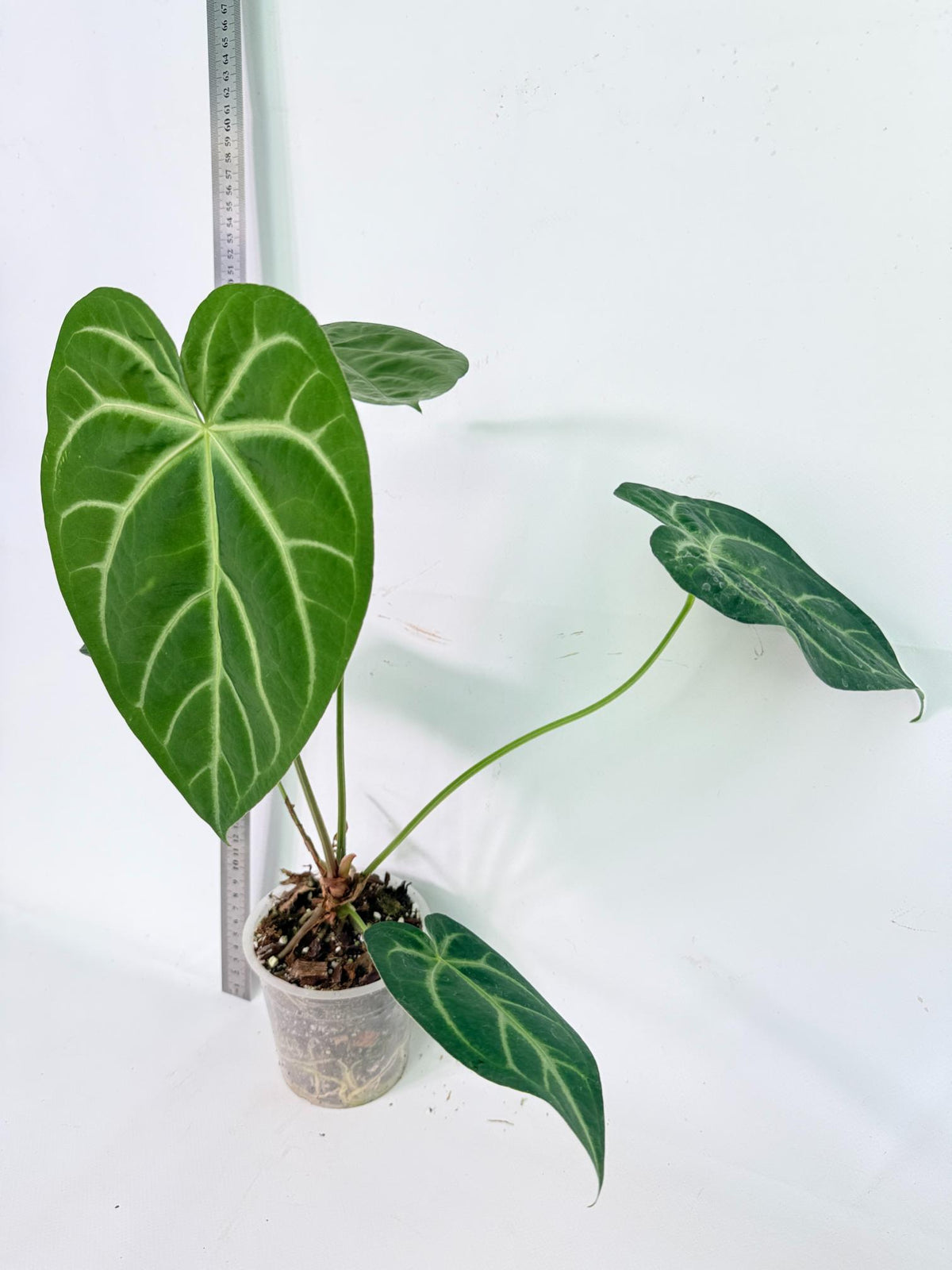 Anthurium Magnificum 2