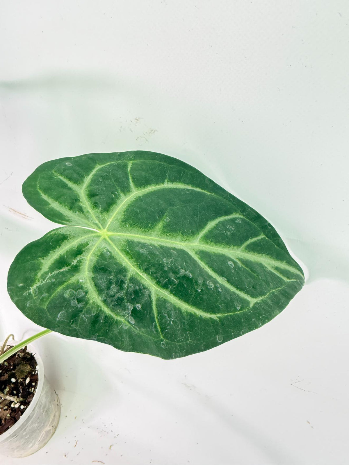 Anthurium Magnificum 5