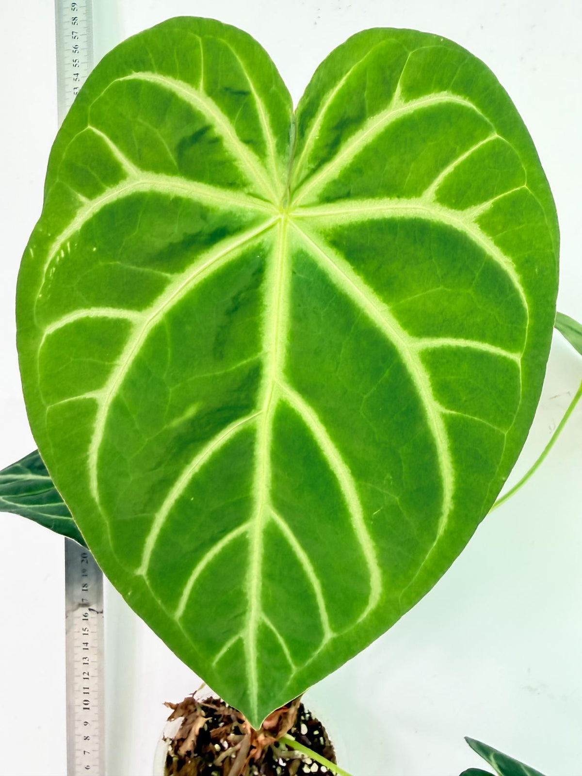 Anthurium Magnificum 1