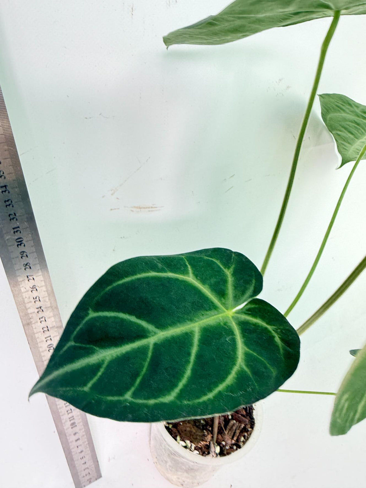 Anthurium Magnificum 6