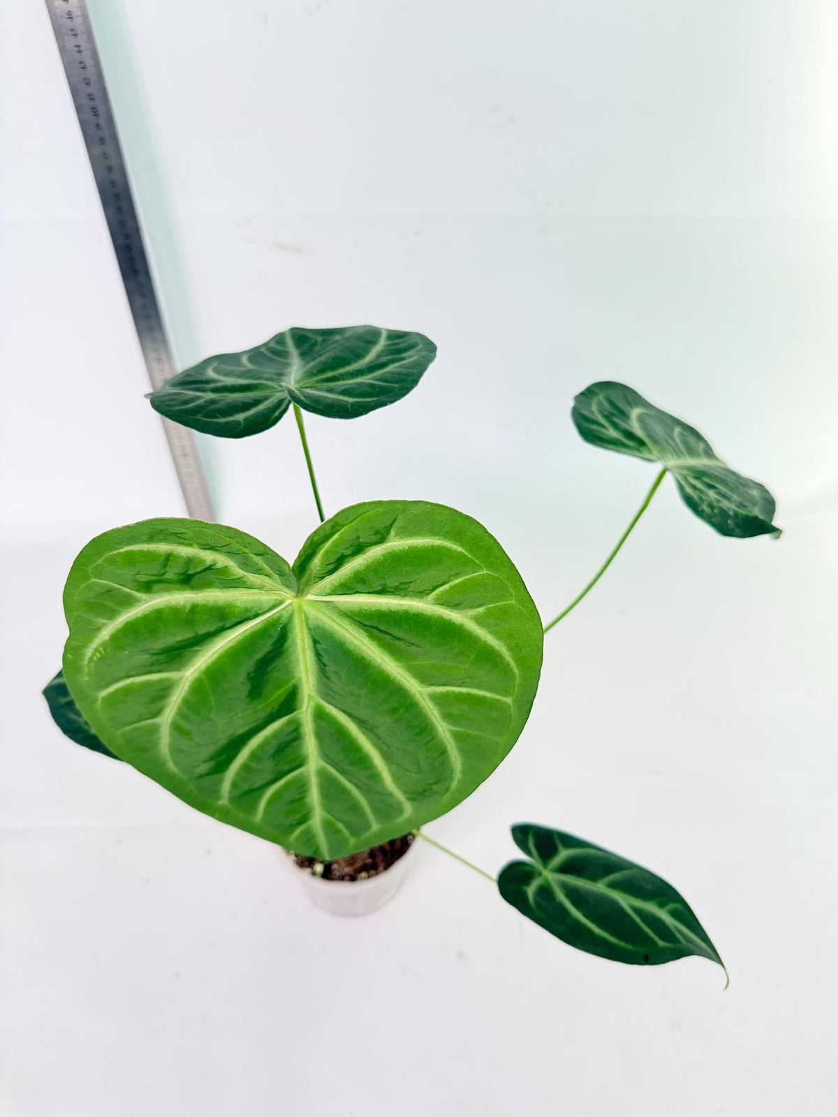 Anthurium Magnificum 8