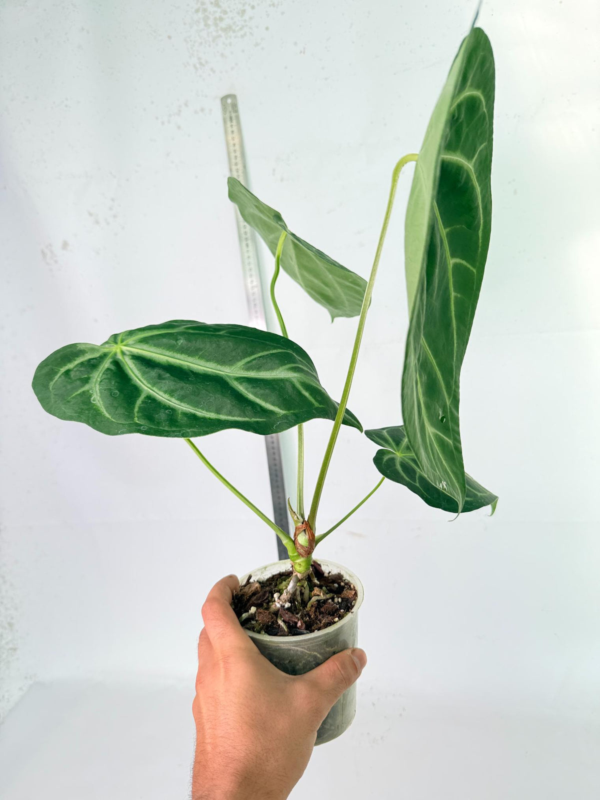 Anthurium Magnificum 8