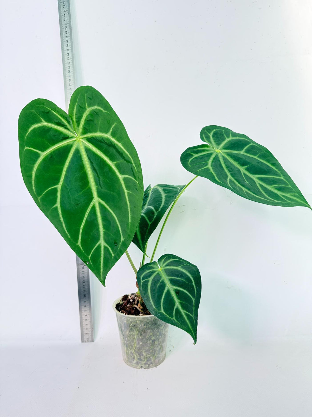 Anthurium Magnificum 2