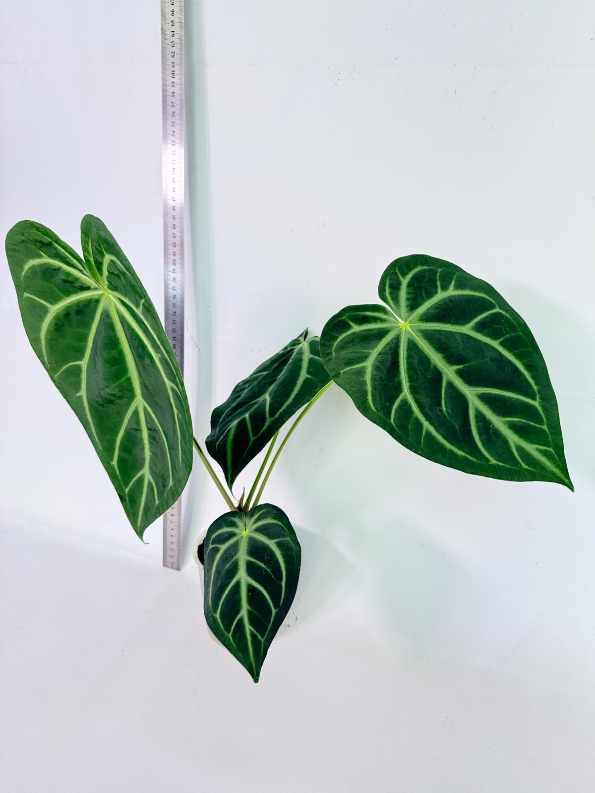 Anthurium Magnificum 3