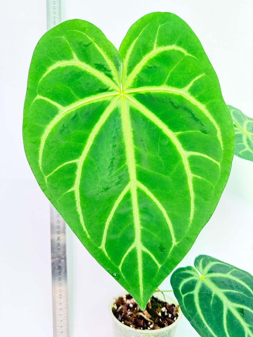 Anthurium Magnificum 1