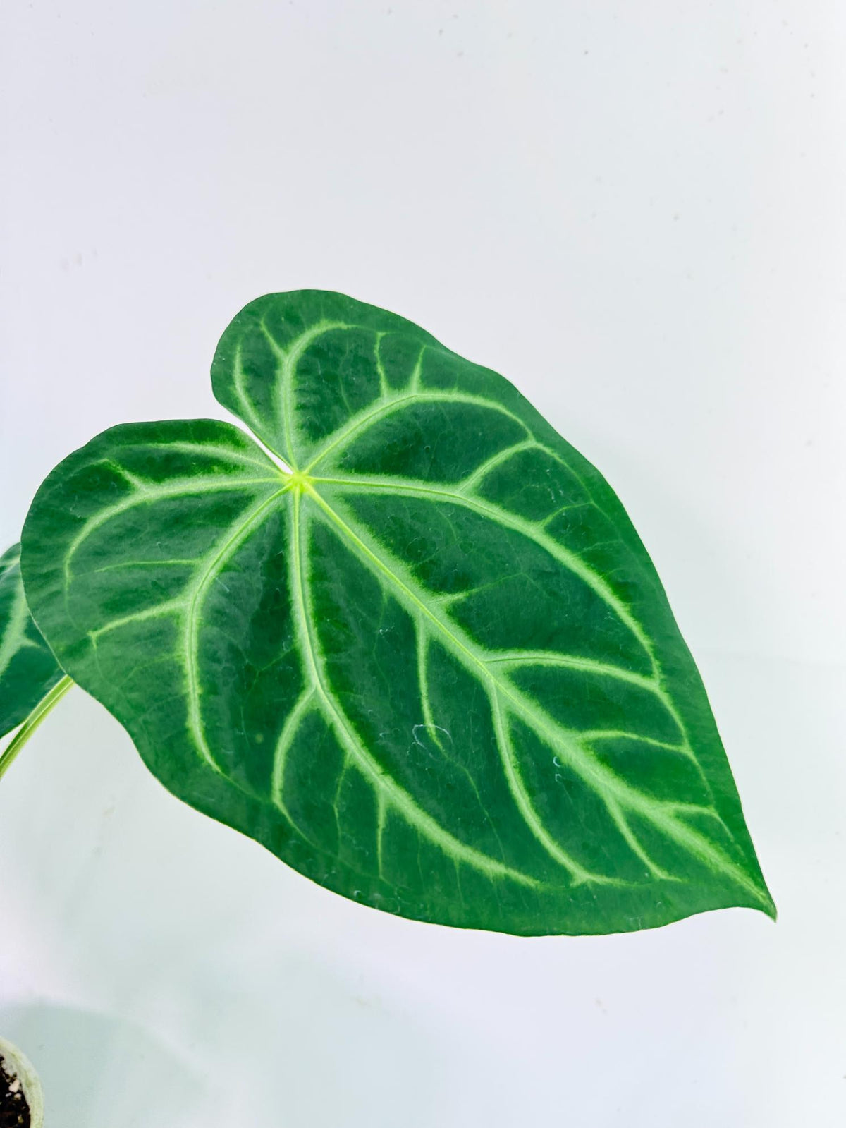 Anthurium Magnificum 4