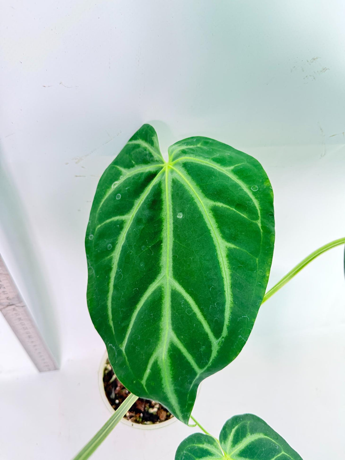 Anthurium Magnificum 6