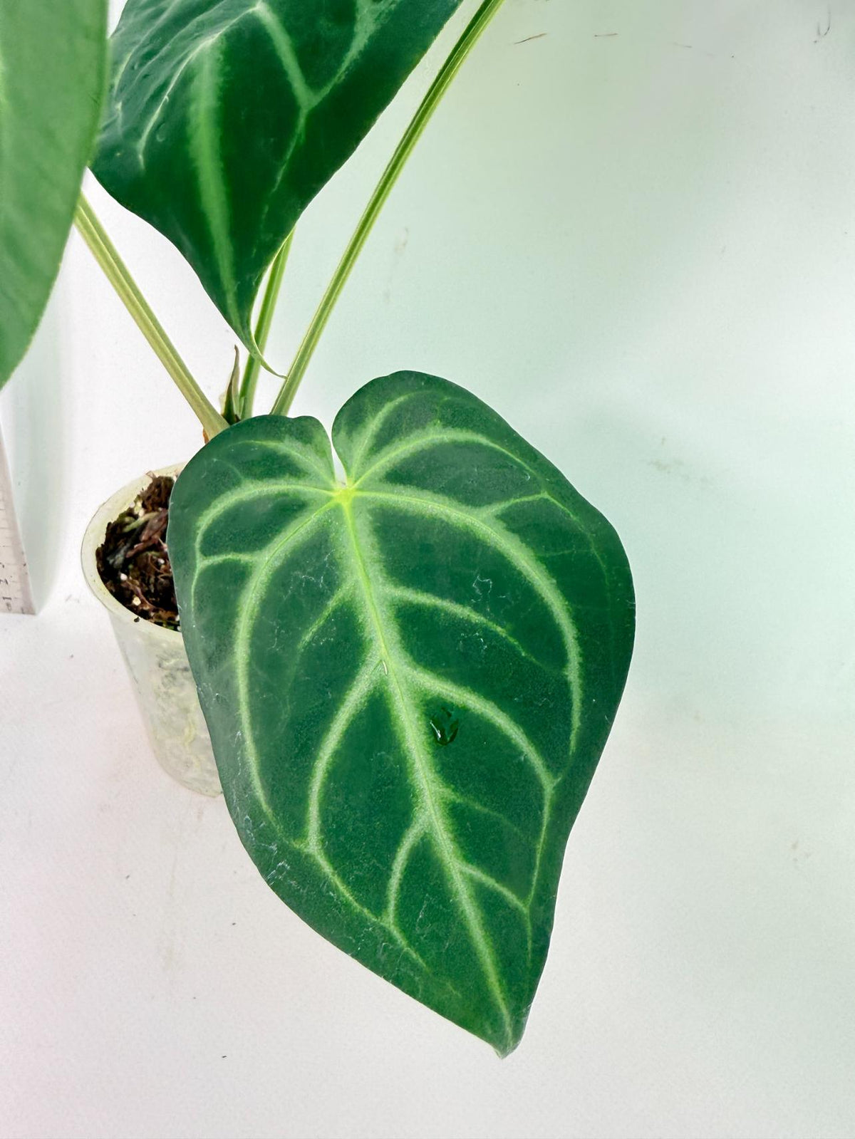 Anthurium Magnificum 7