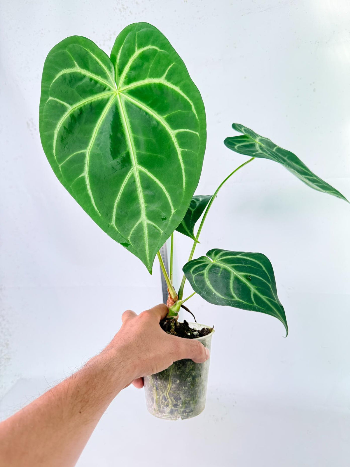 Anthurium Magnificum 5