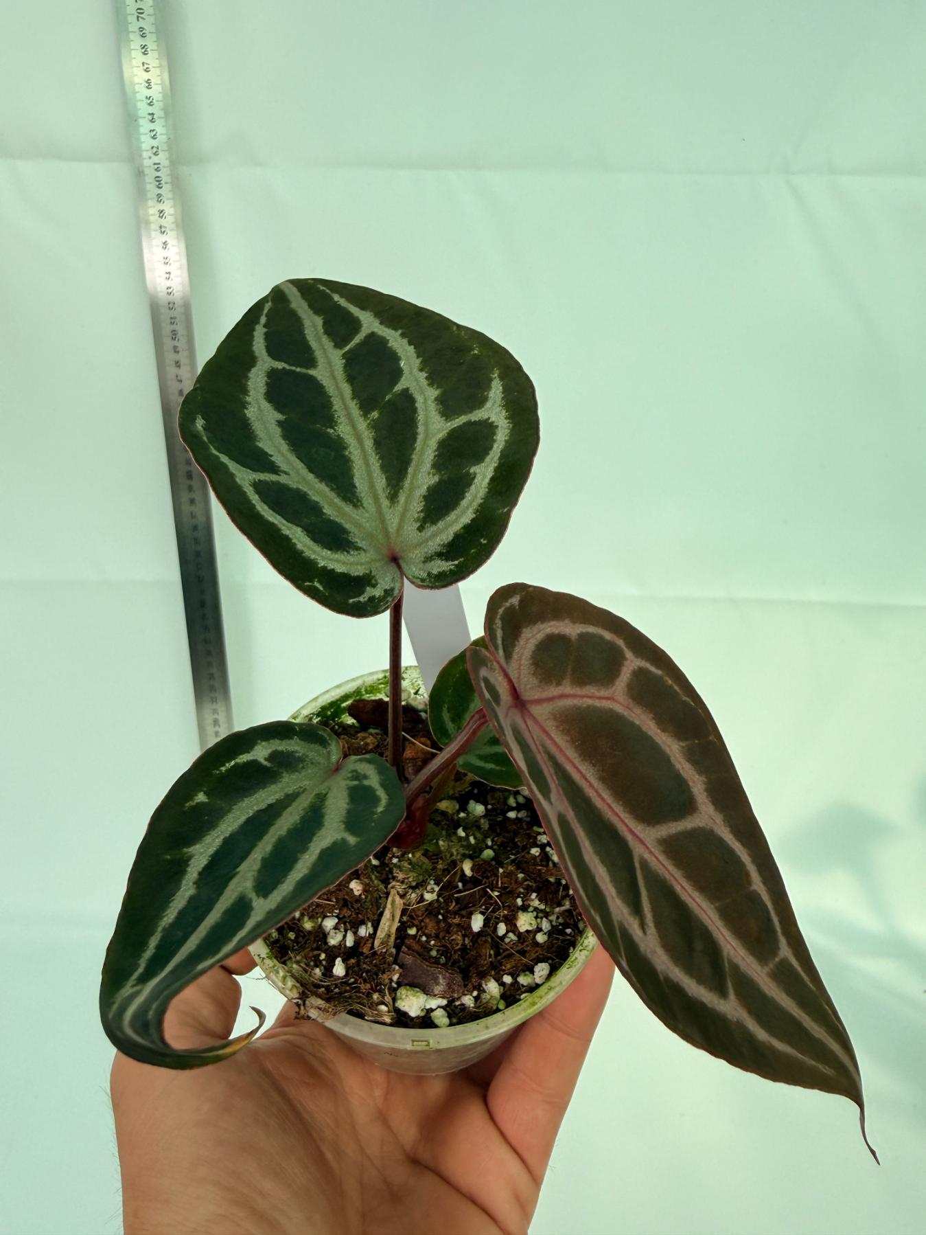 Anthurium MIchelle 3