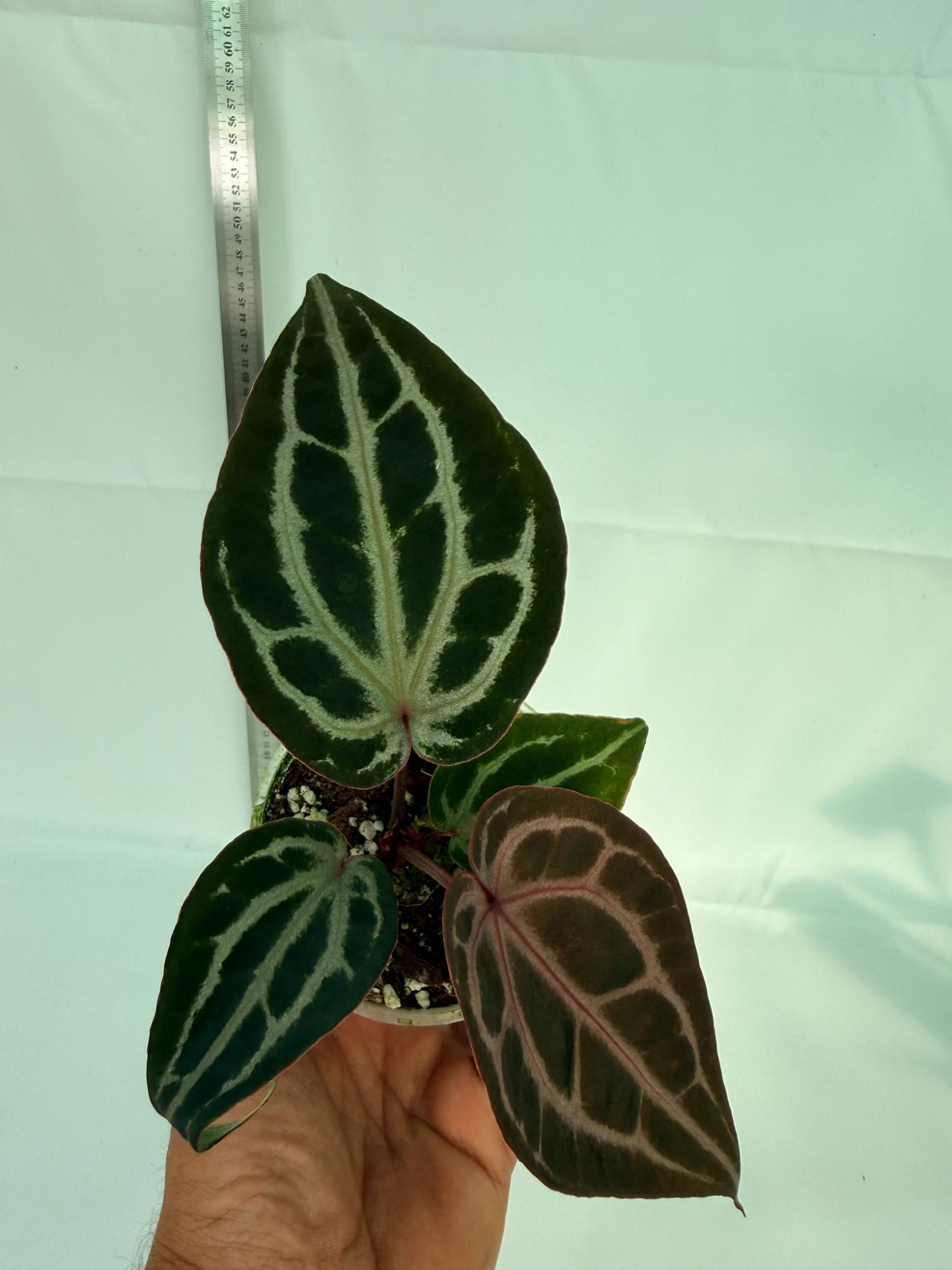 Anthurium MIchelle 1