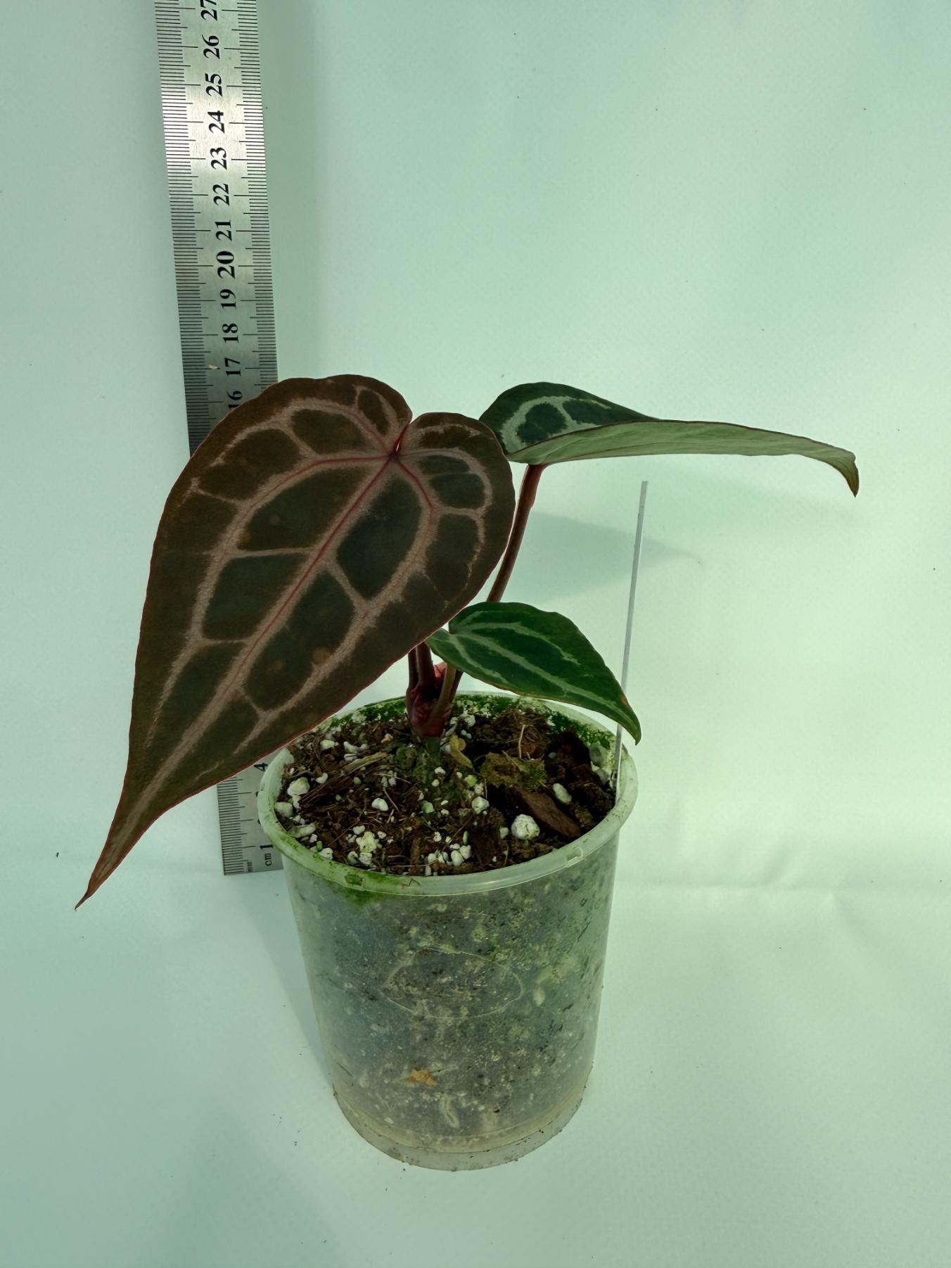 Anthurium MIchelle 5