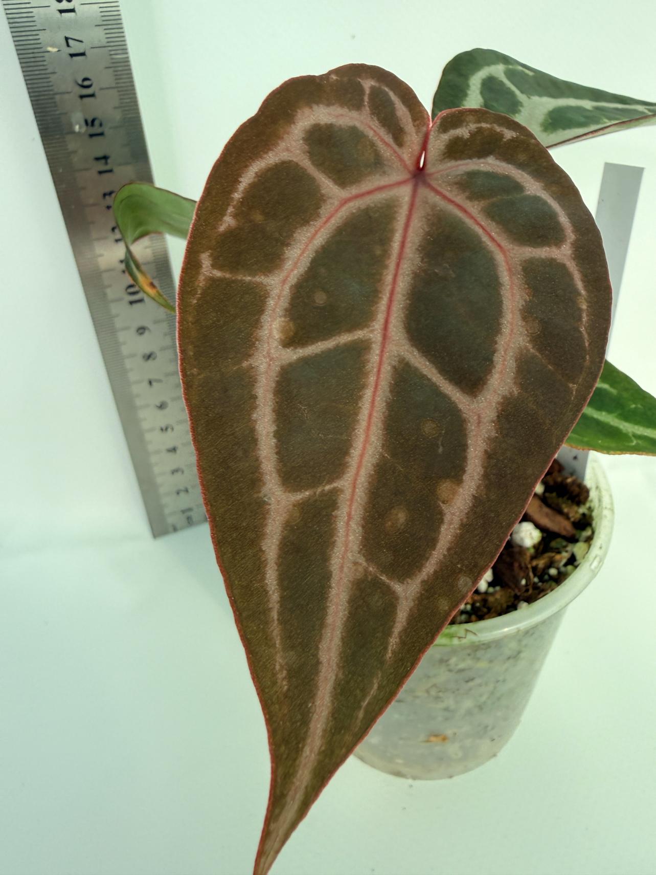 Anthurium Michelle | Welovetropicalplants