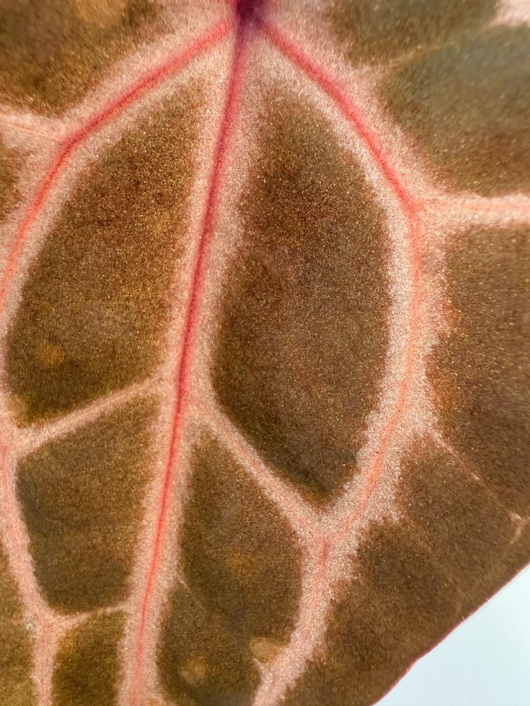 Anthurium MIchelle 2