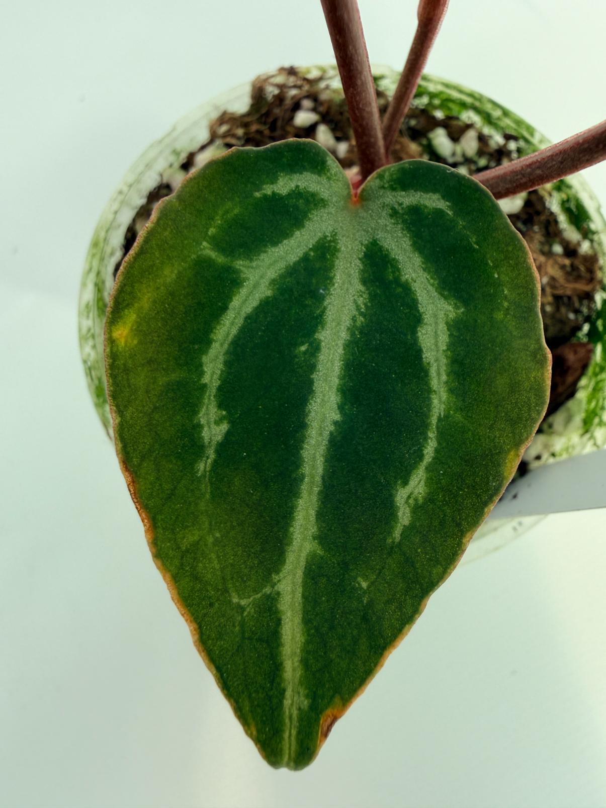 Anthurium MIchelle 7