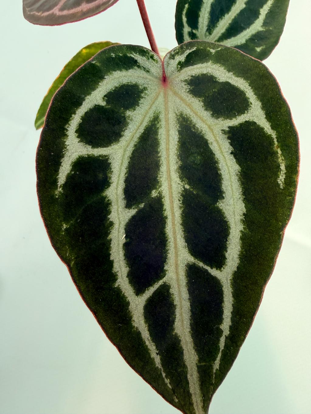 Anthurium MIchelle 4
