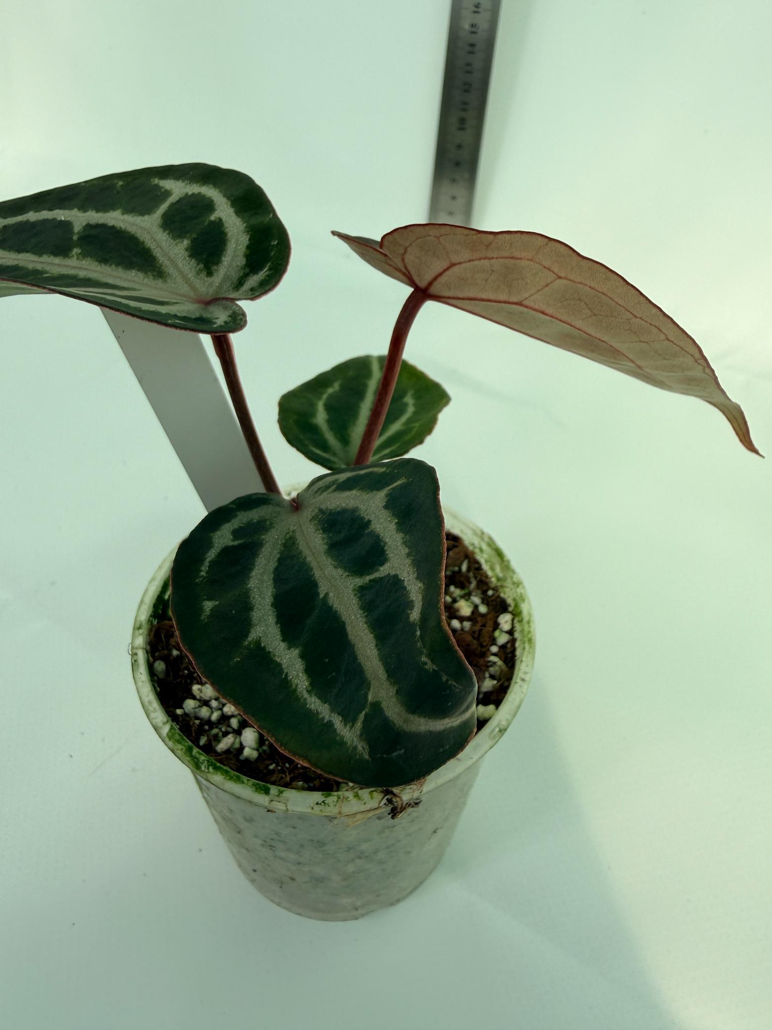 Anthurium MIchelle 9