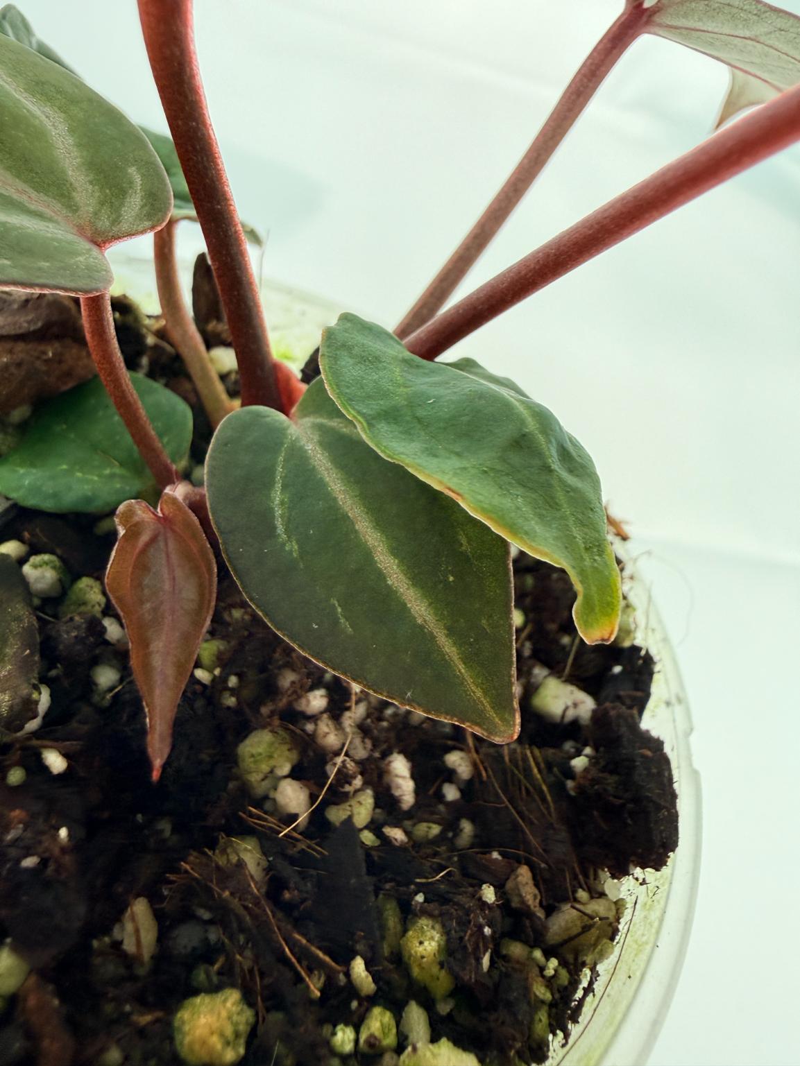Anthurium Michelle 10