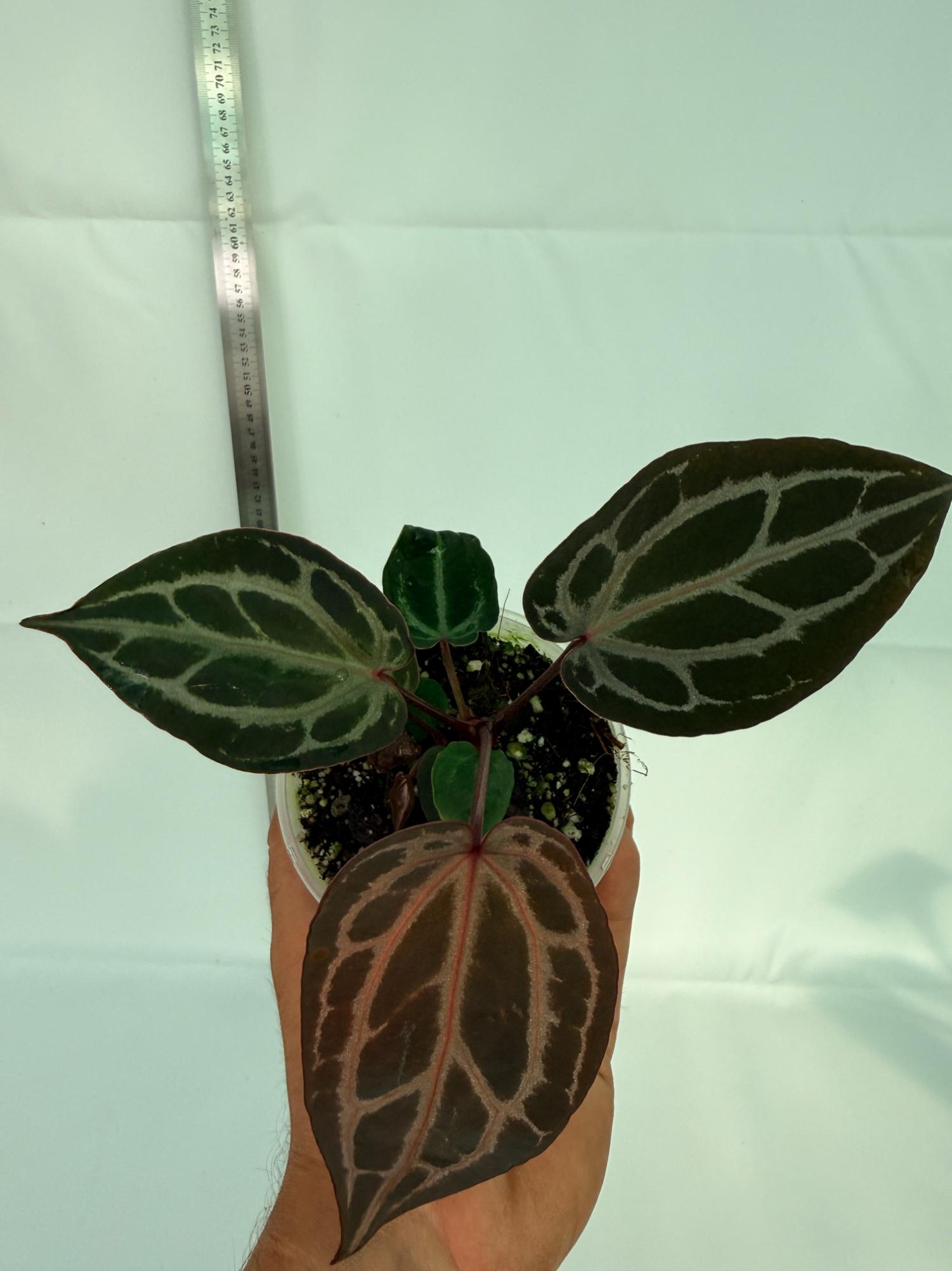 Anthurium Michelle 9