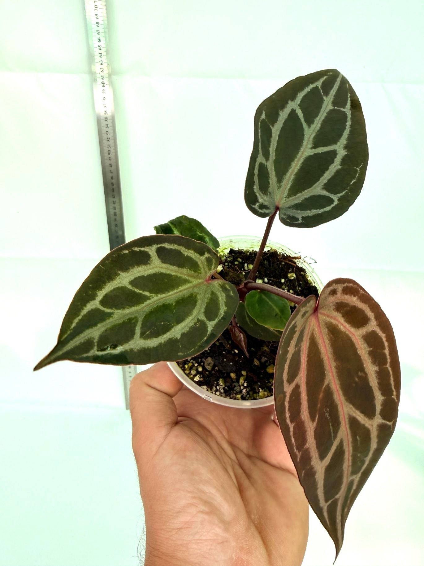 Anthurium Michelle 1