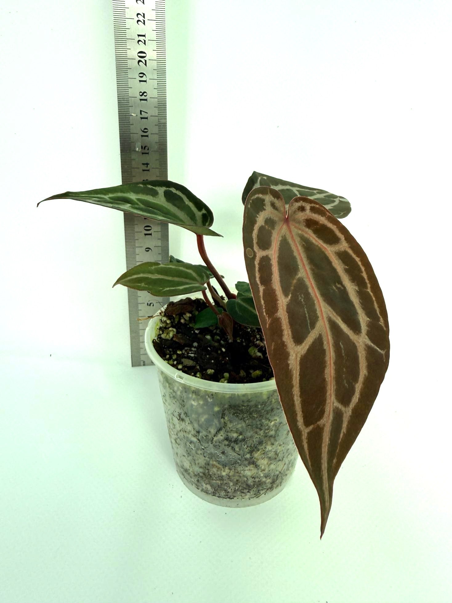 Anthurium Michelle 3
