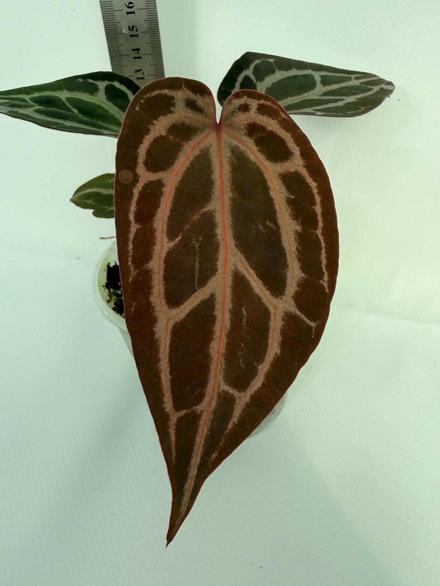 Anthurium Michelle 4