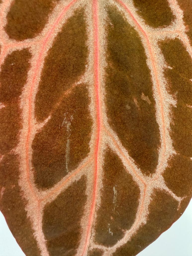 Anthurium Michelle 2