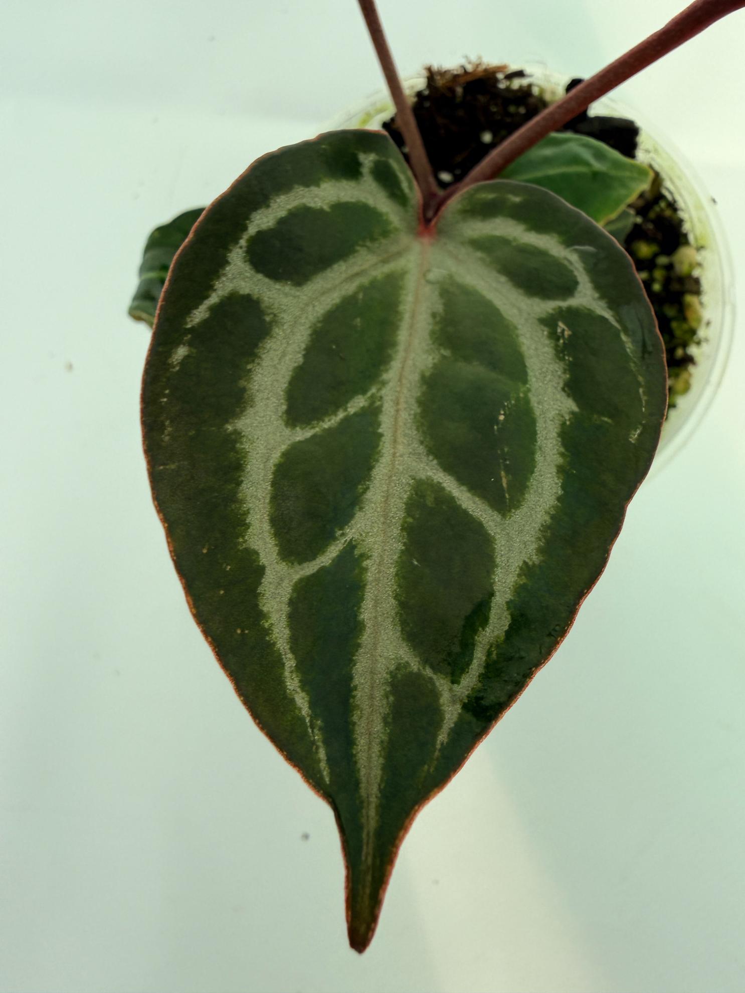 Anthurium Michelle 6