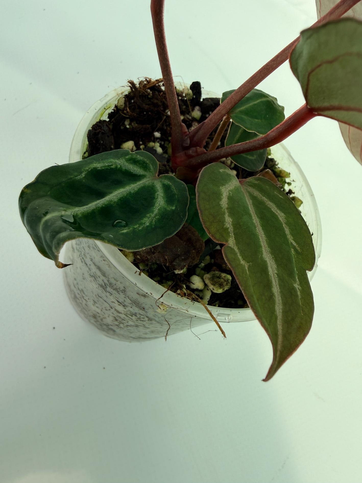 Anthurium Michelle 7