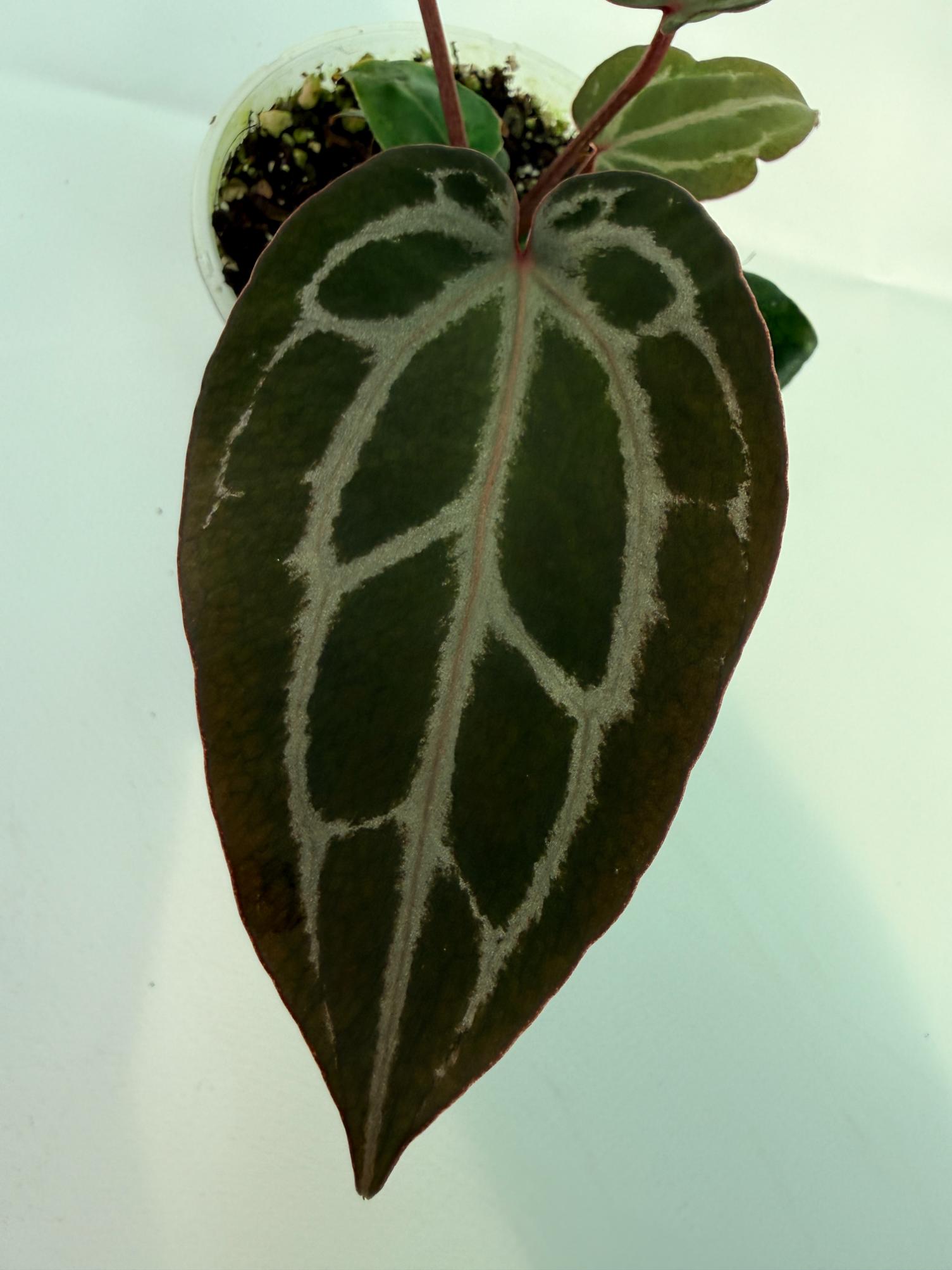 Anthurium Michelle 8