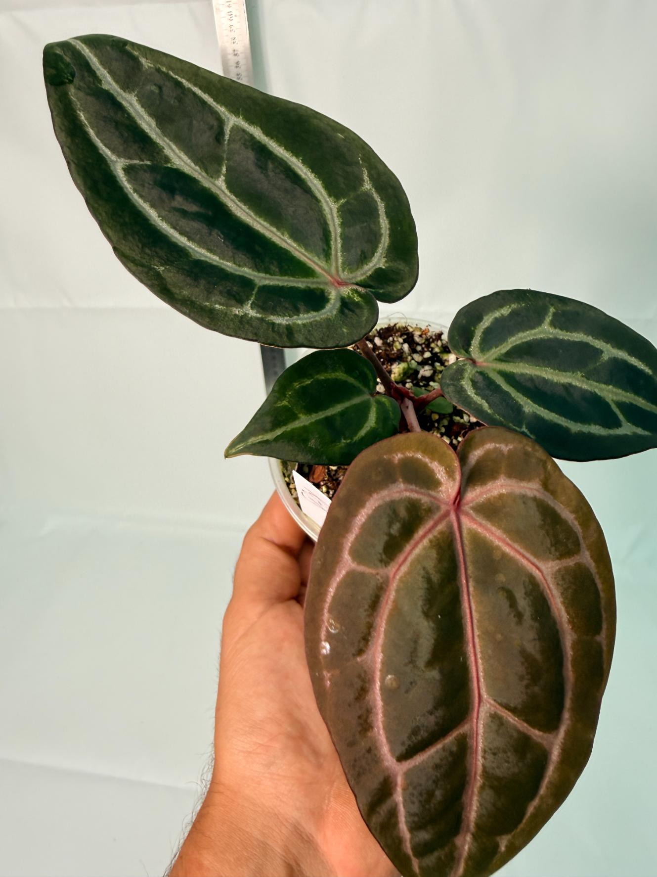 Anthurium Michelle 1