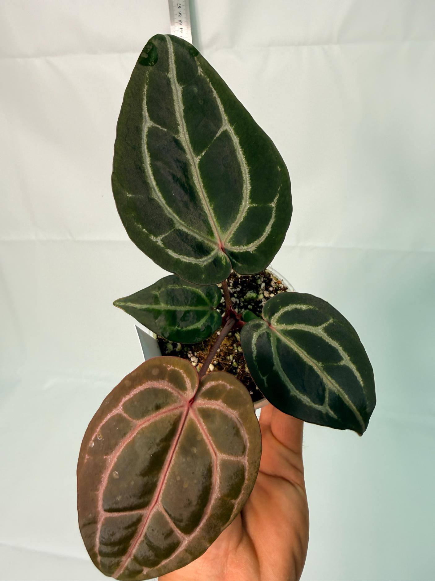 Anthurium Michelle 3