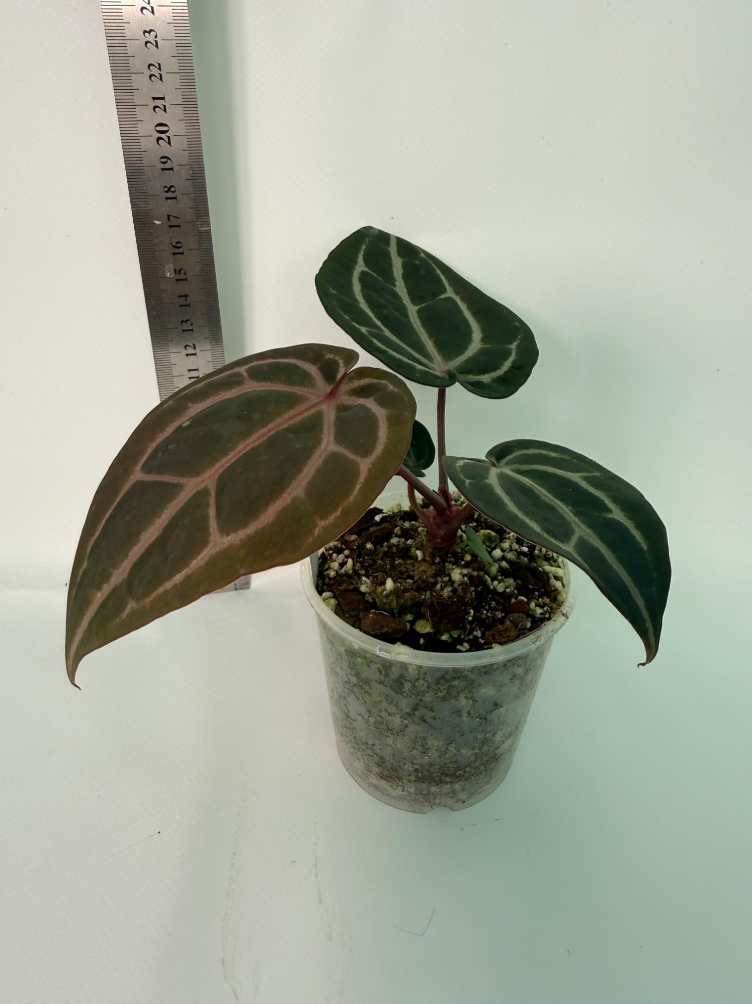 Anthurium Michelle 7