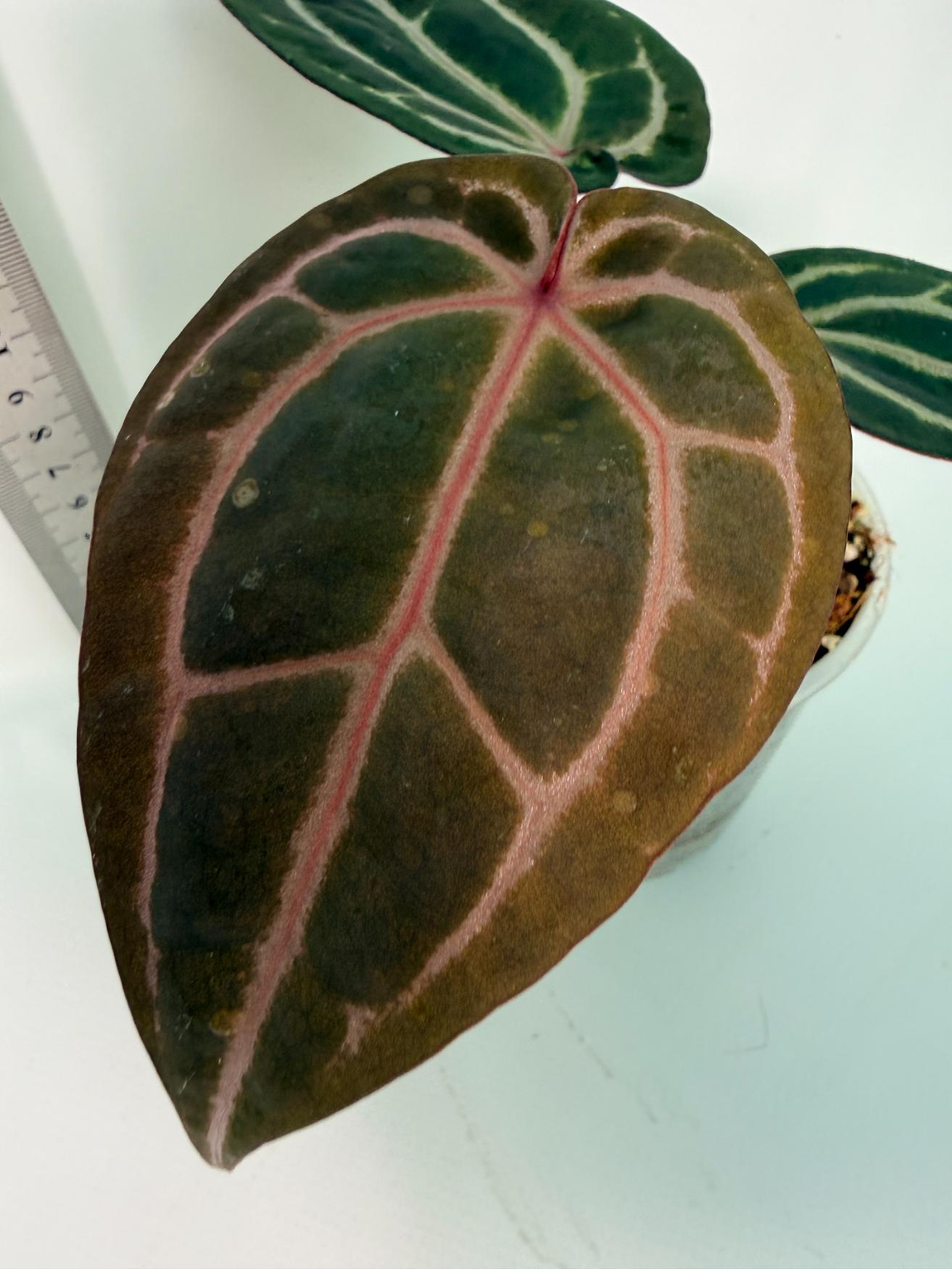 Anthurium Michelle 4