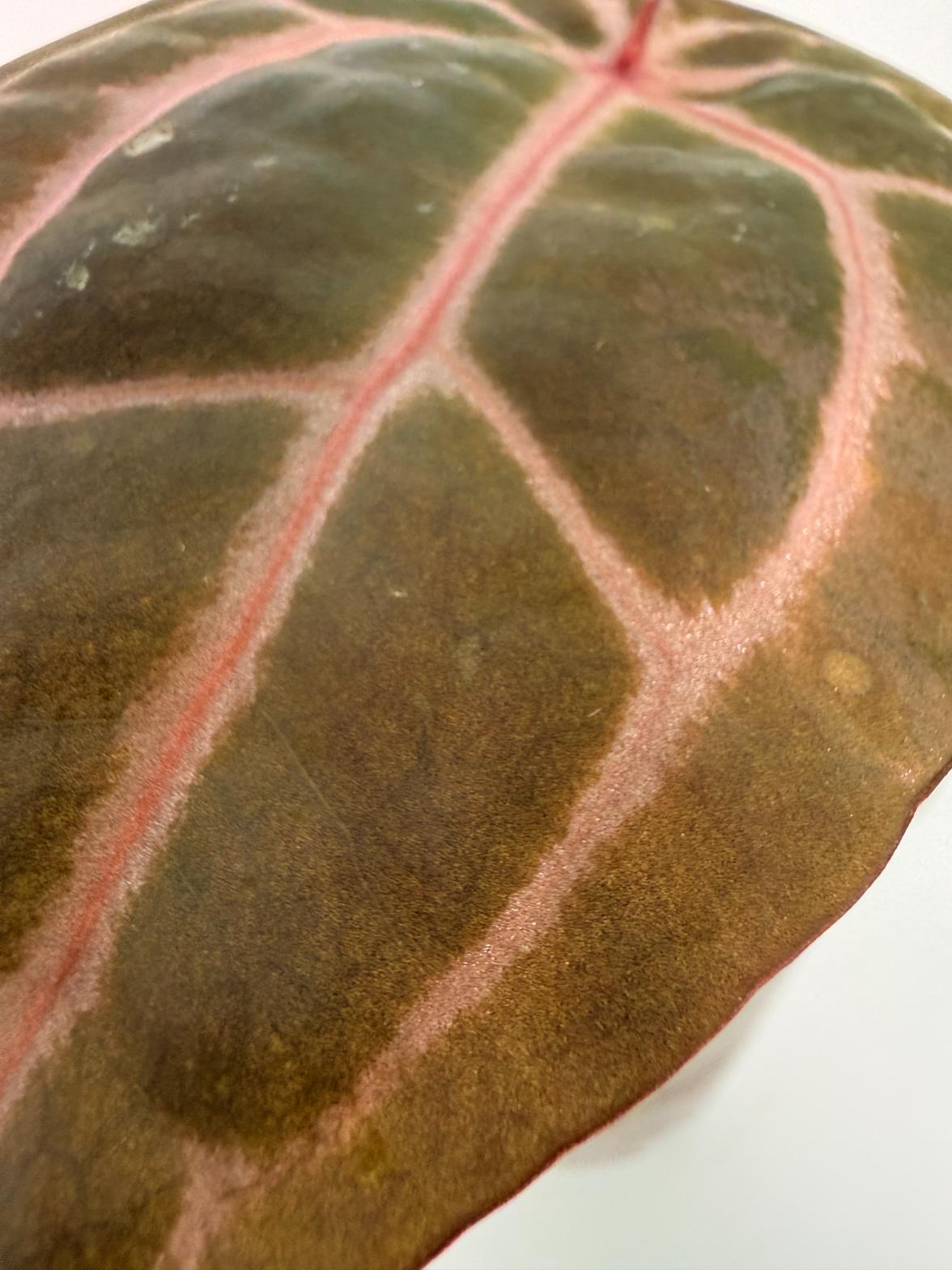 Anthurium Michelle 2