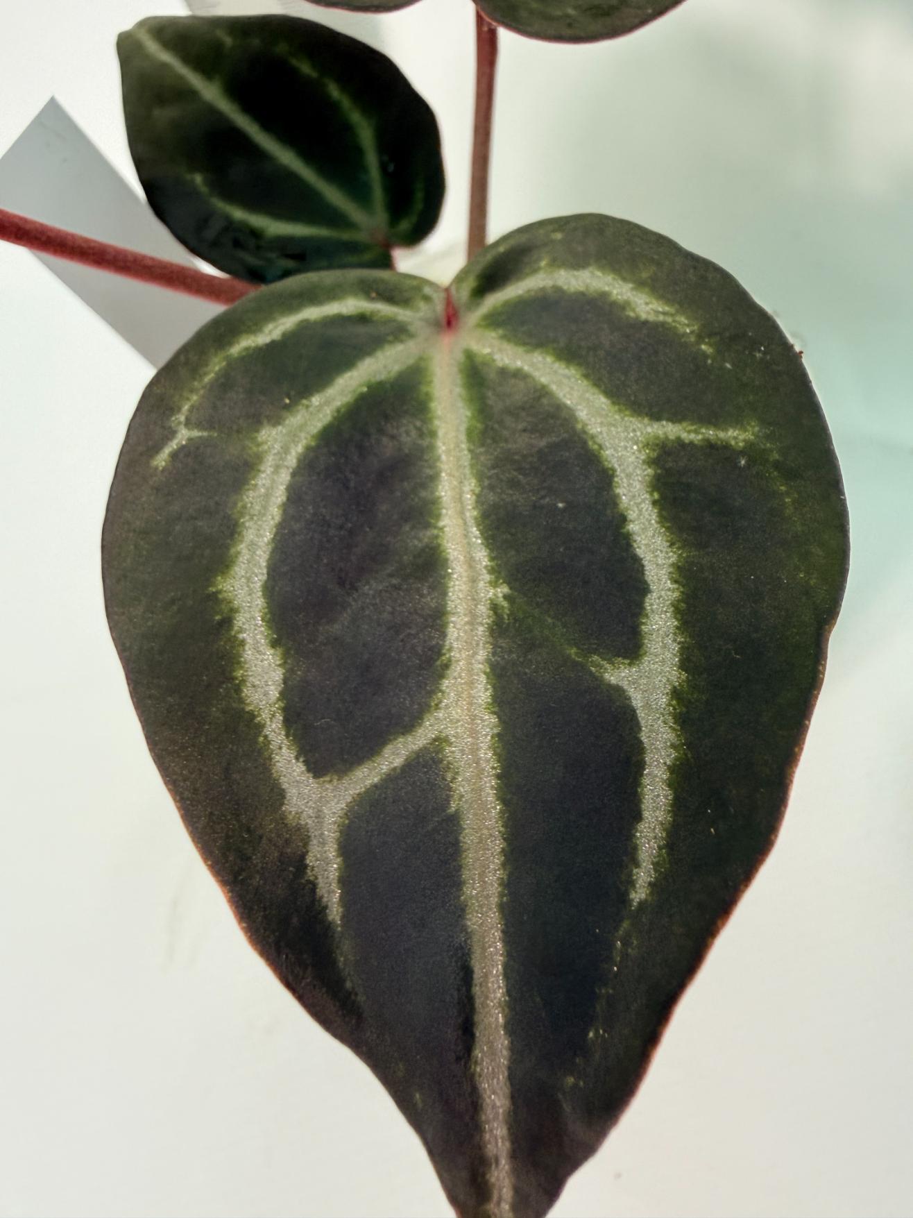 Anthurium Michelle 5