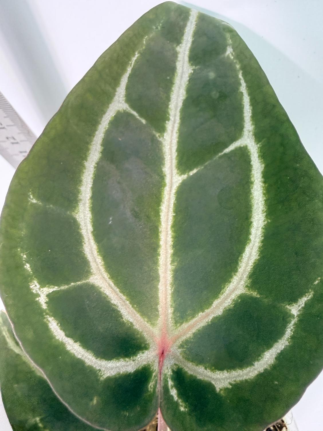 Anthurium Michelle 6