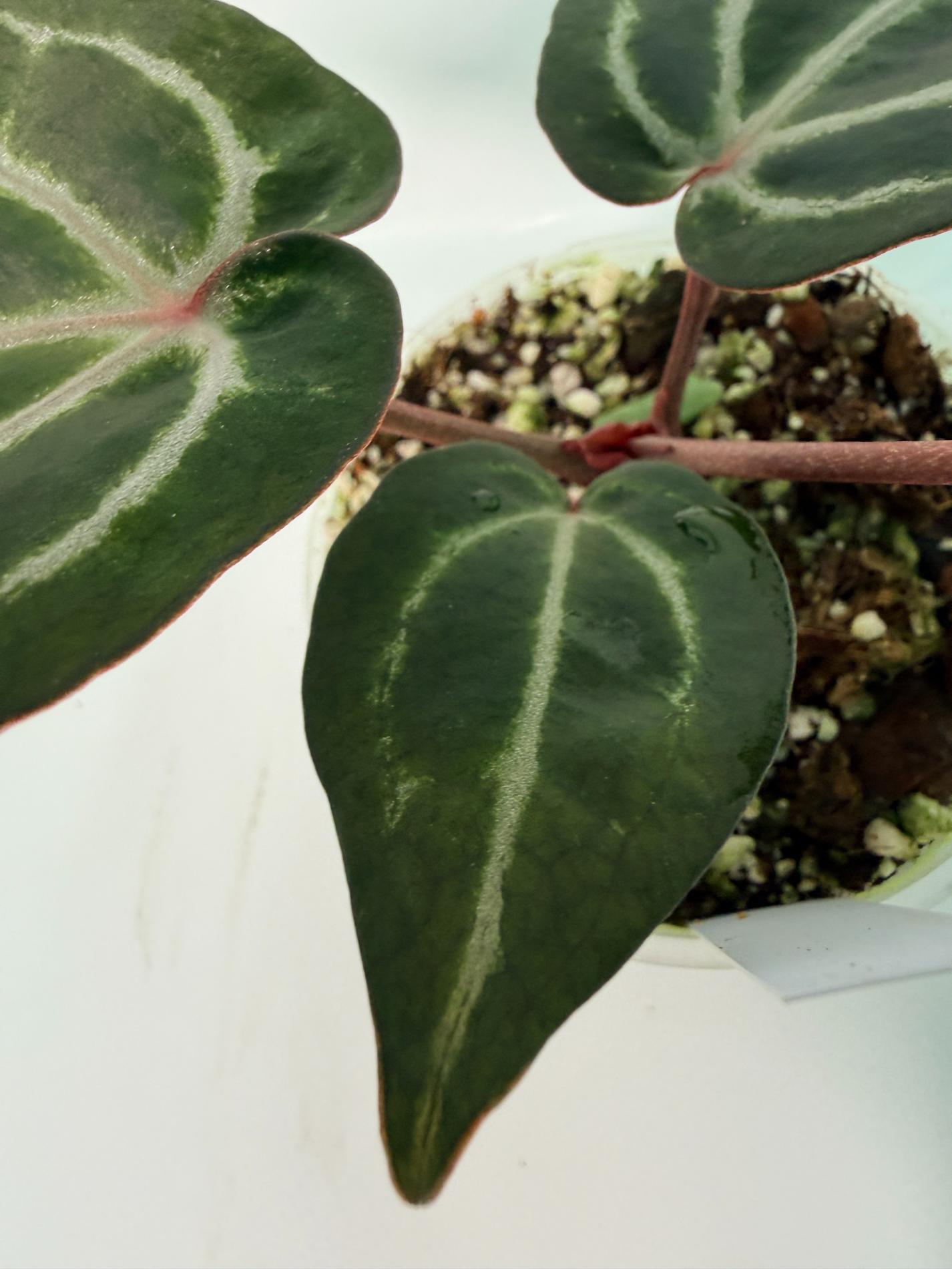 Anthurium Michelle 8