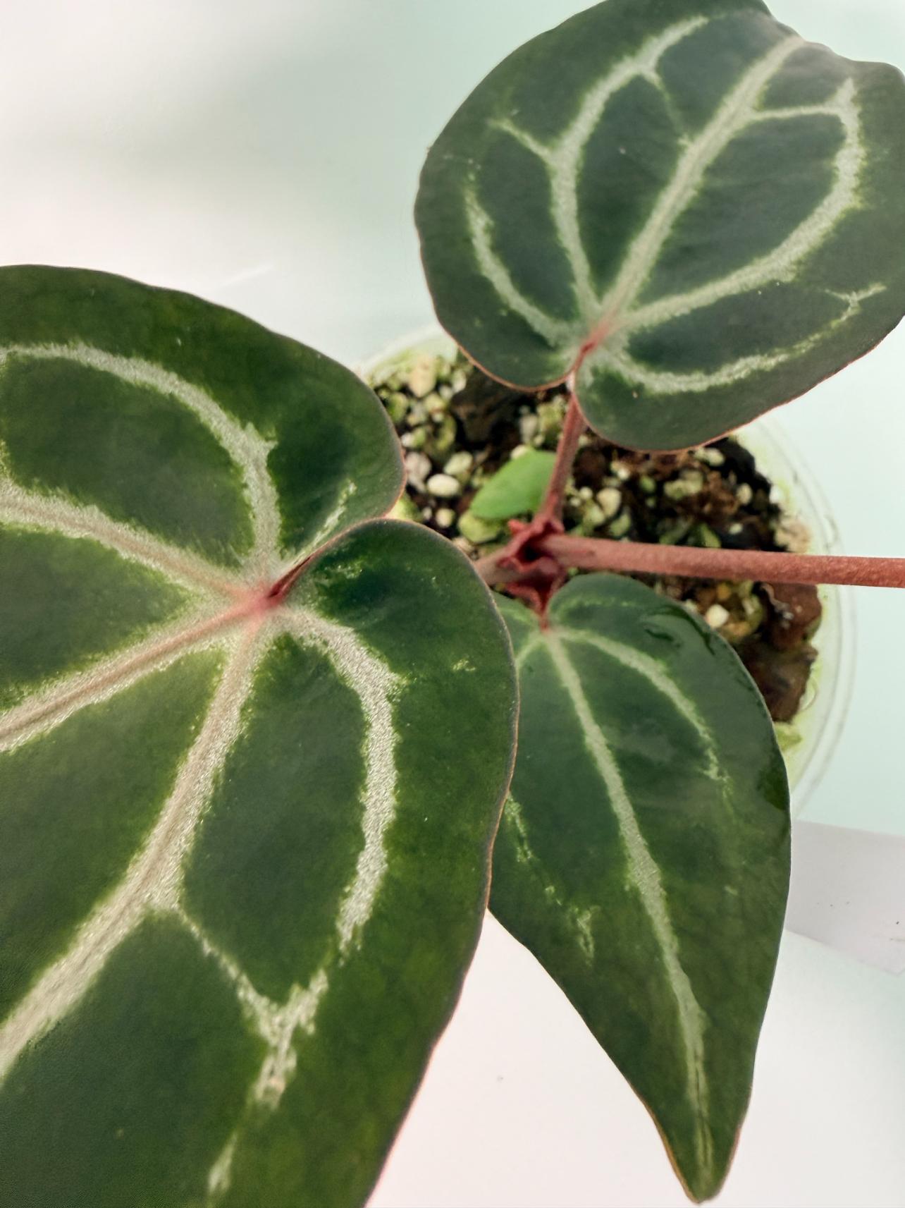 Anthurium Michelle 9