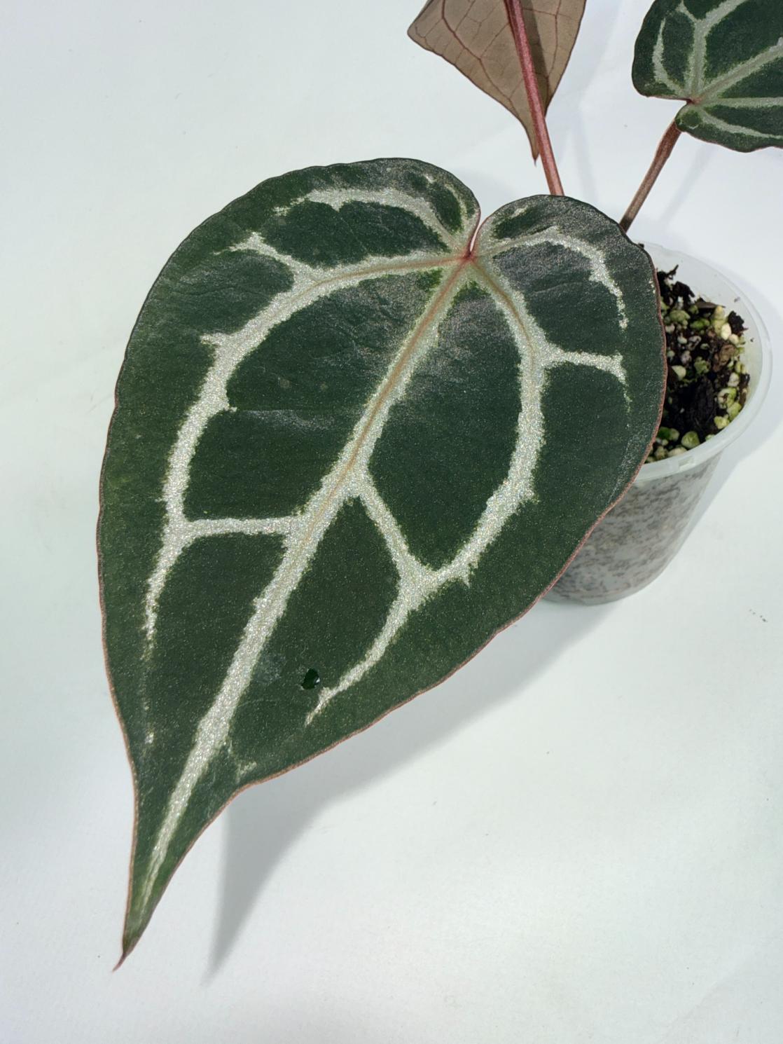Anthurium Michelle 09