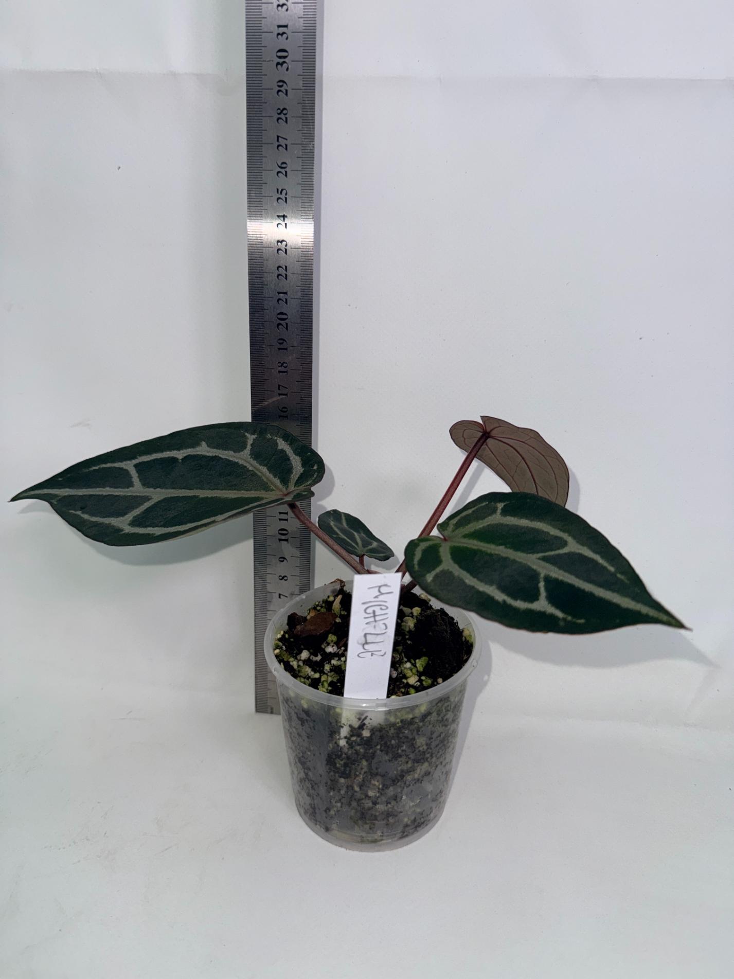 Anthurium Michelle 10