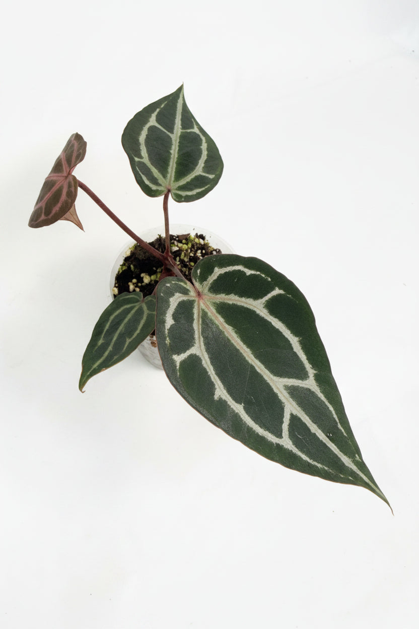 Anthurium Michelle 01