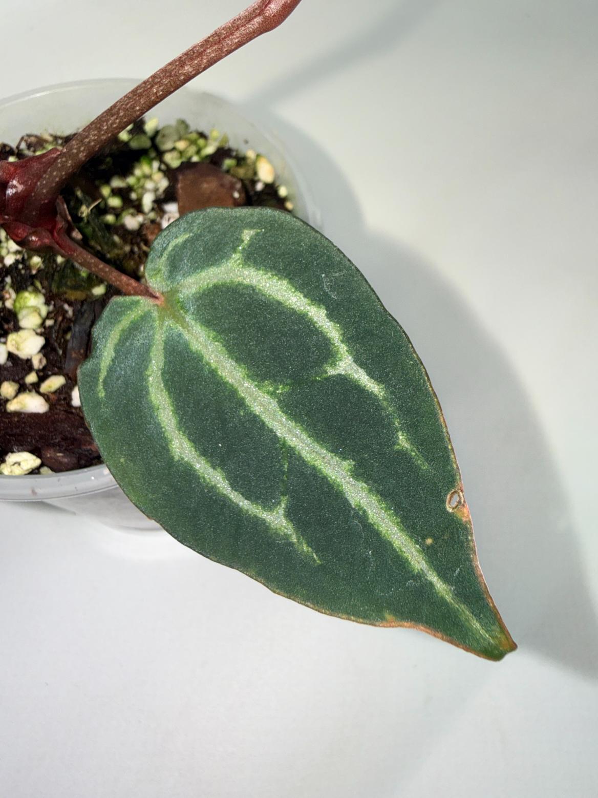 Anthurium Michelle 03