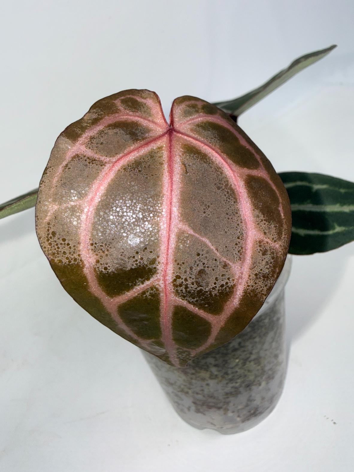 Anthurium Michelle 04