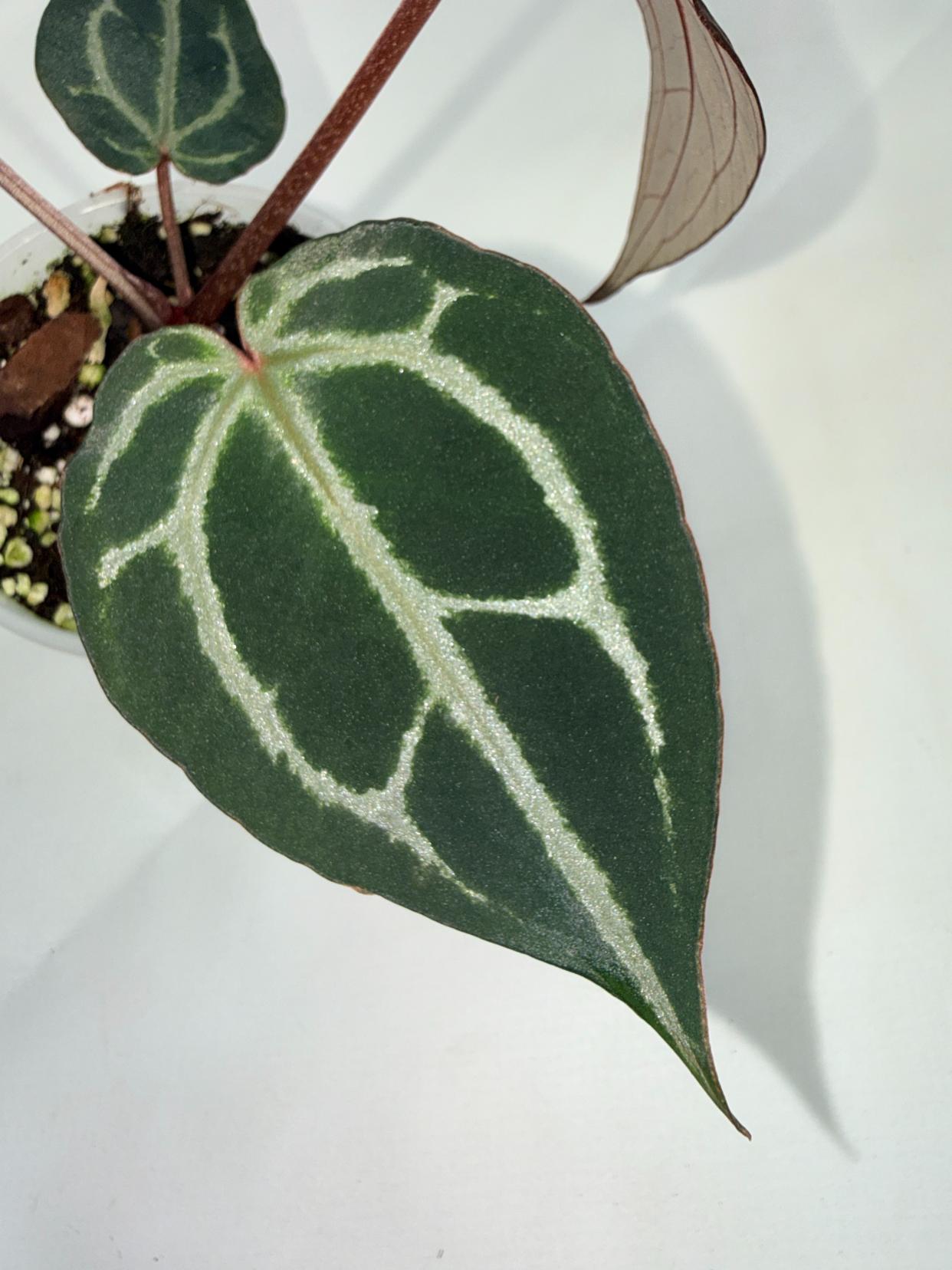 Anthurium Michelle 05