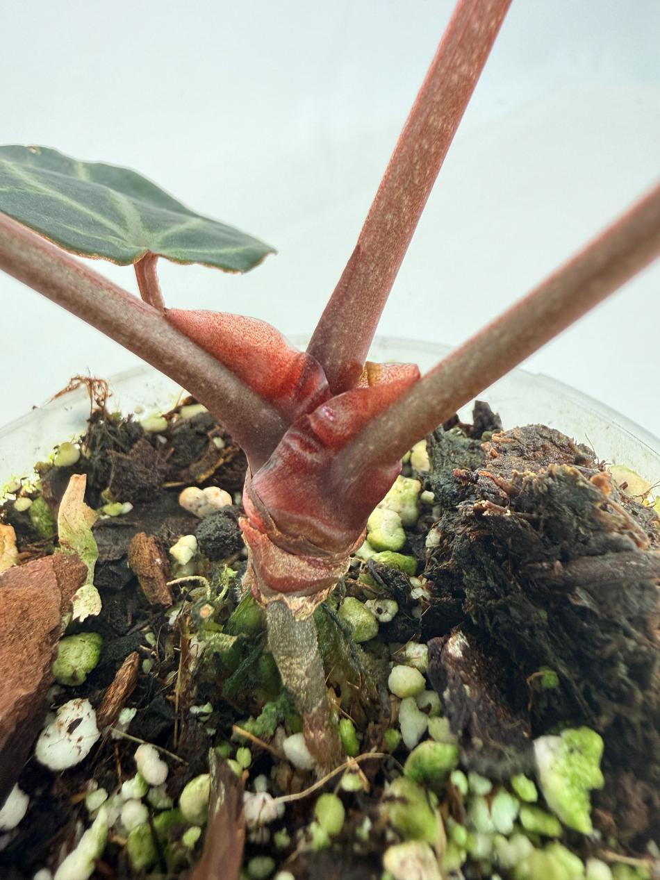 Anthurium Michelle 06