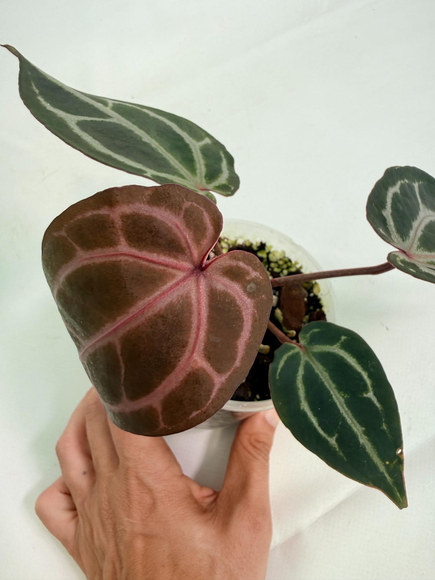 Anthurium Michelle 07